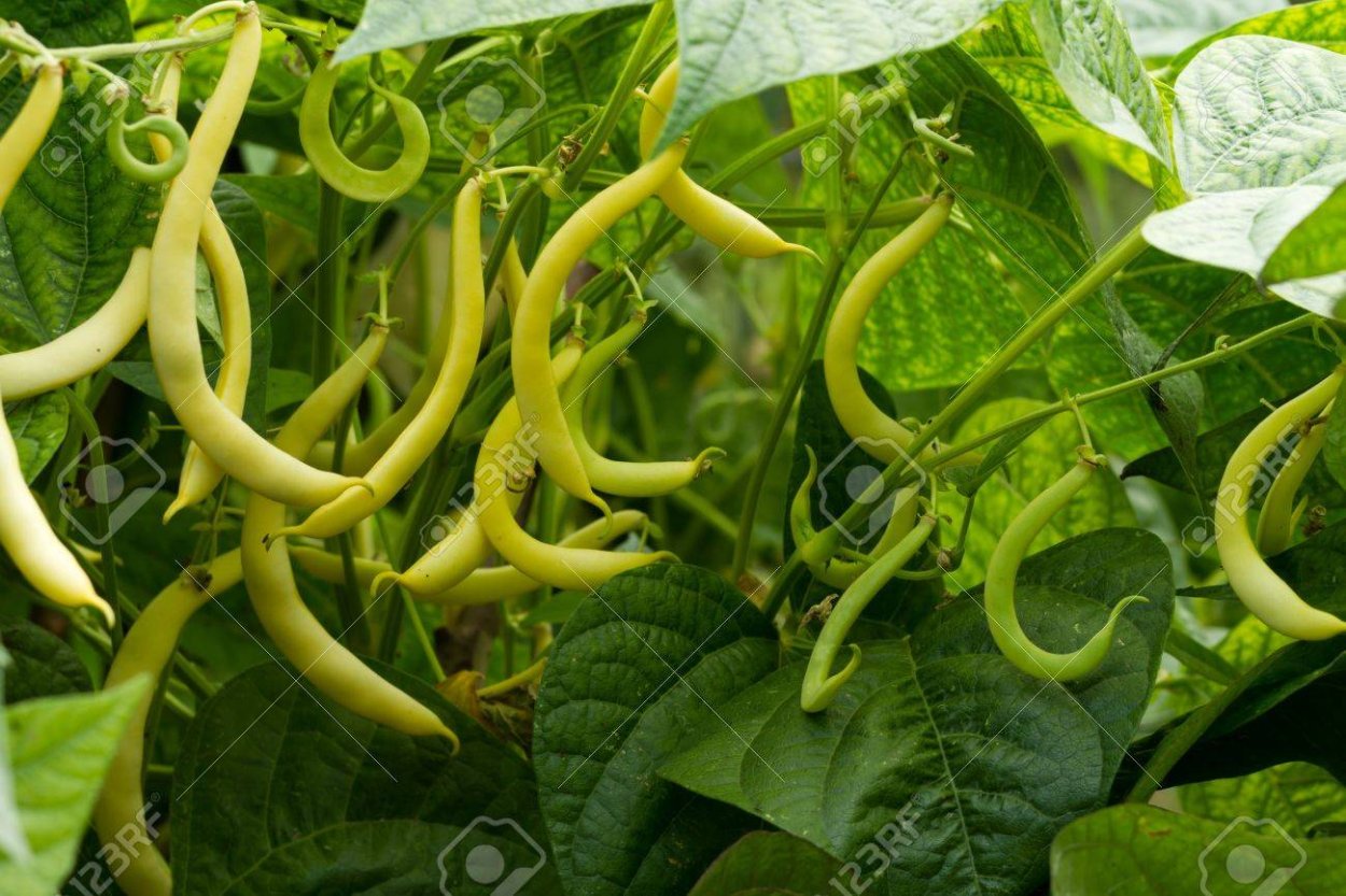 Стручковый горошек