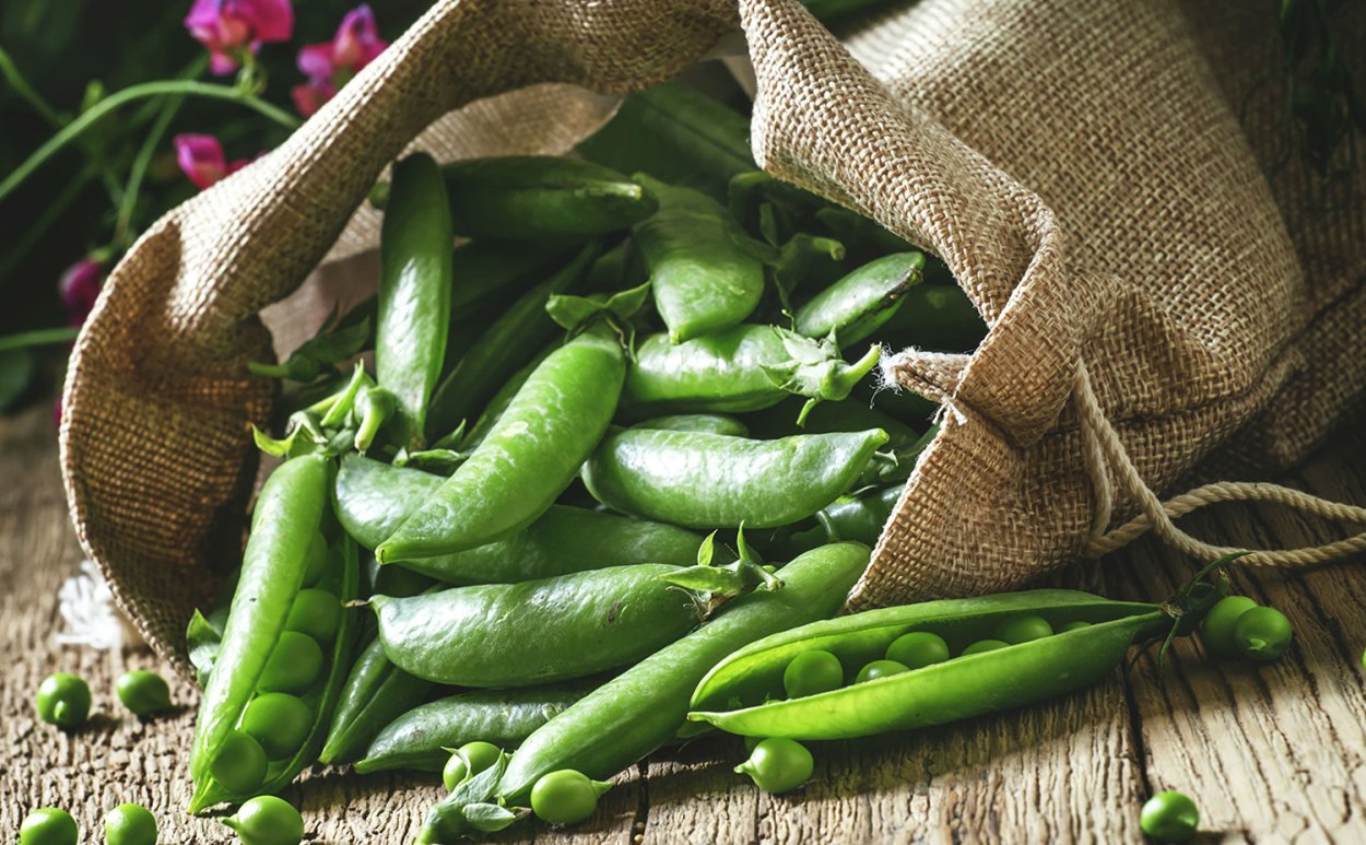 Бобы растут