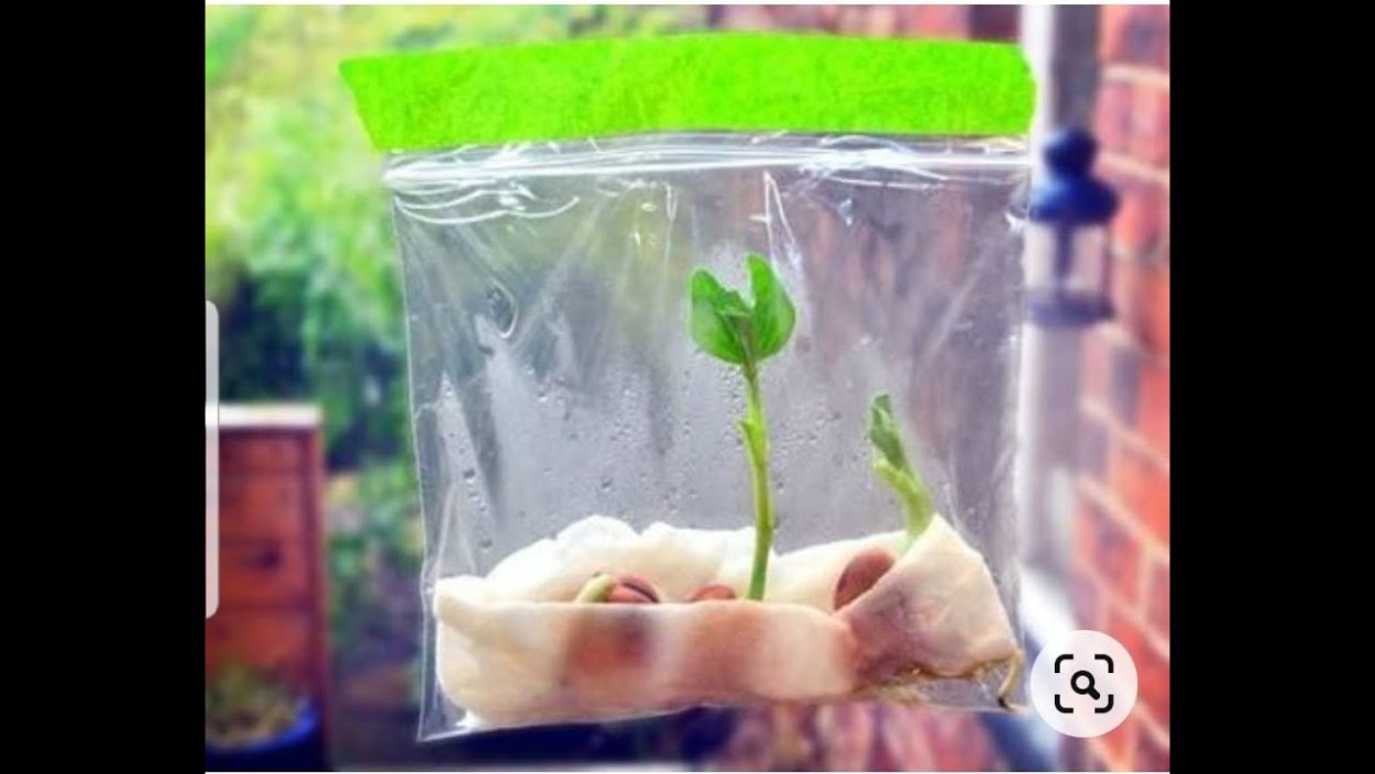 Прорастание семян Боба