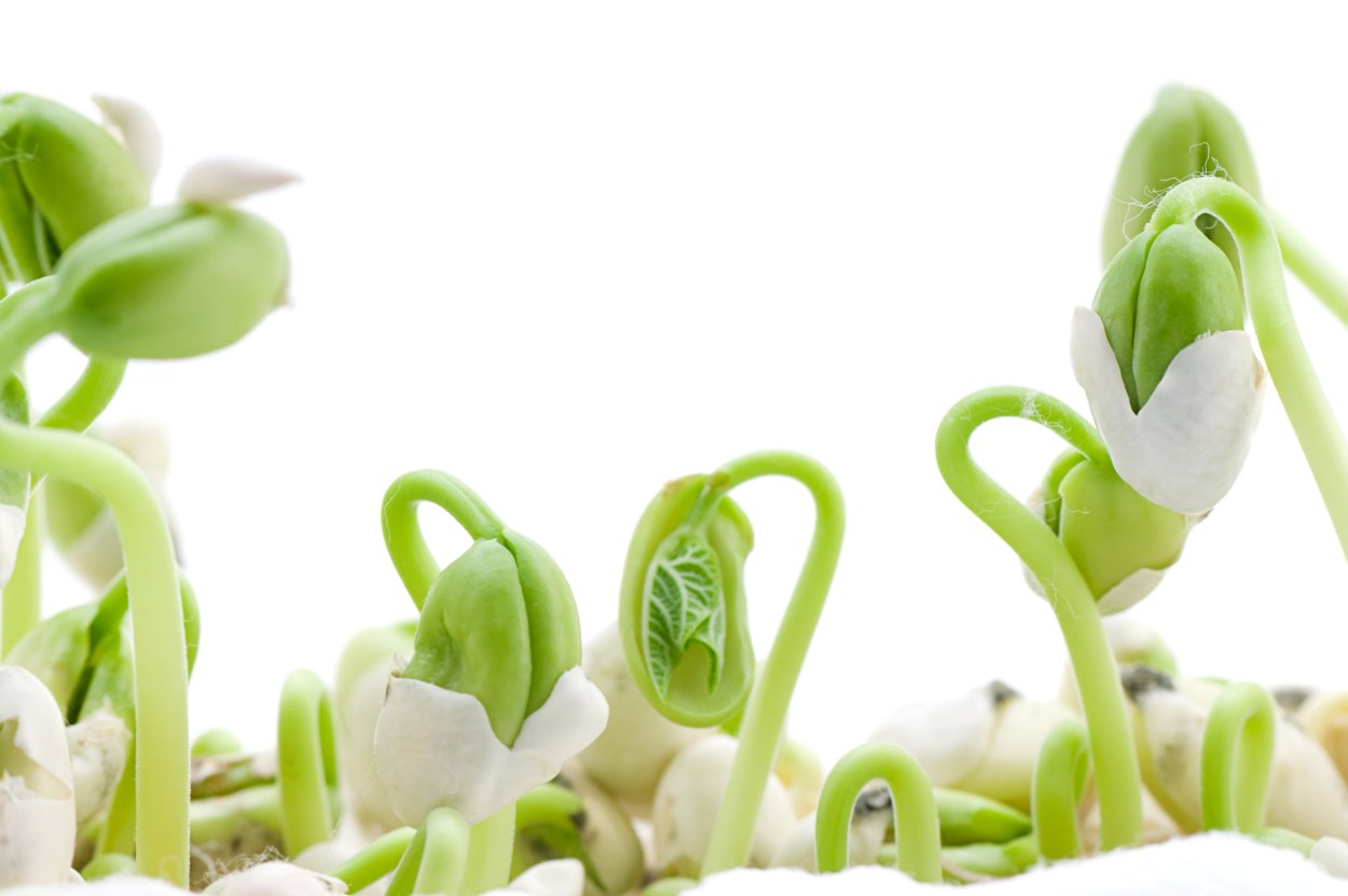 Вегетация фасоли