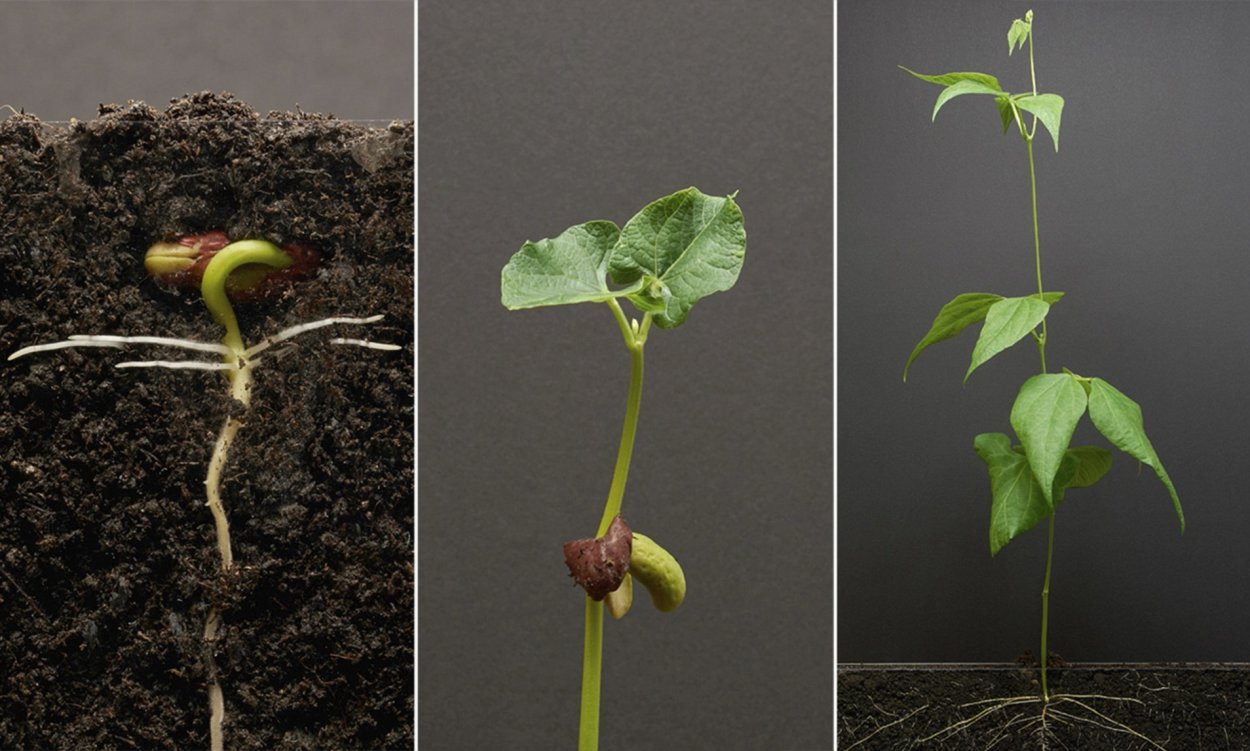 Боб садовый