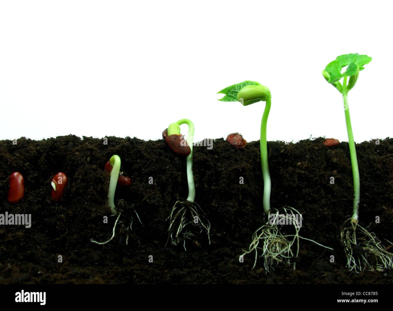 Росток распускается