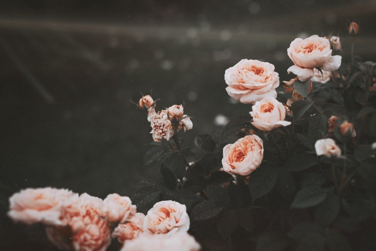 Роза Кэндис