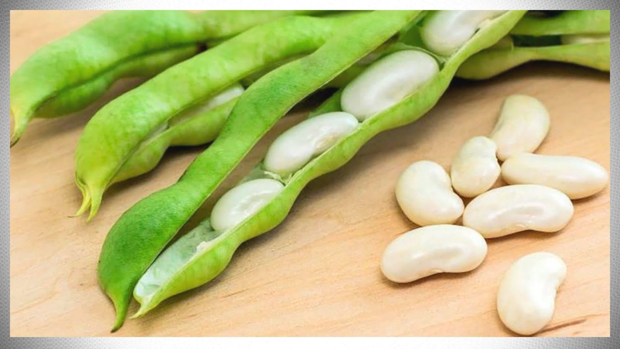 Семена фасоли прорастание