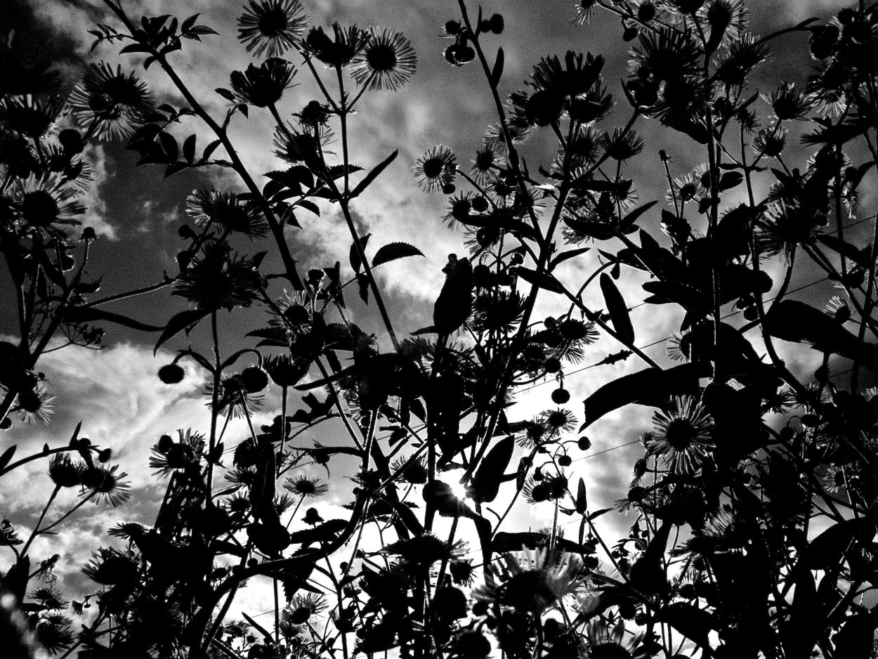 Куст красных роз