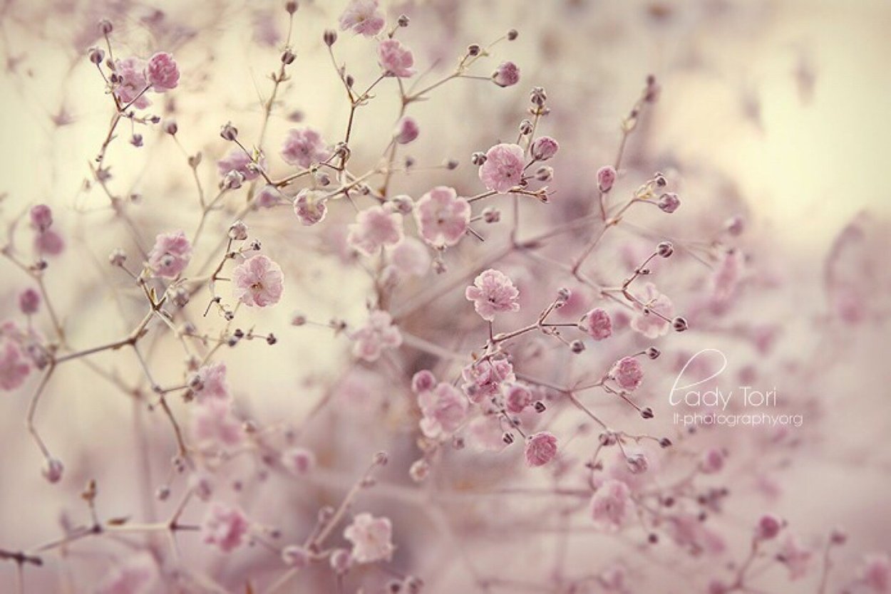 Цветы Минимализм