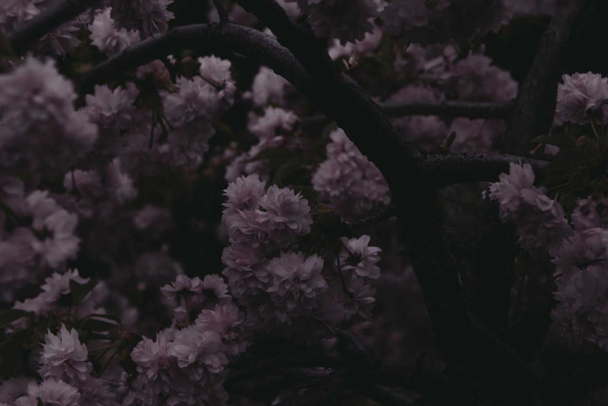 Цветы Минимализм