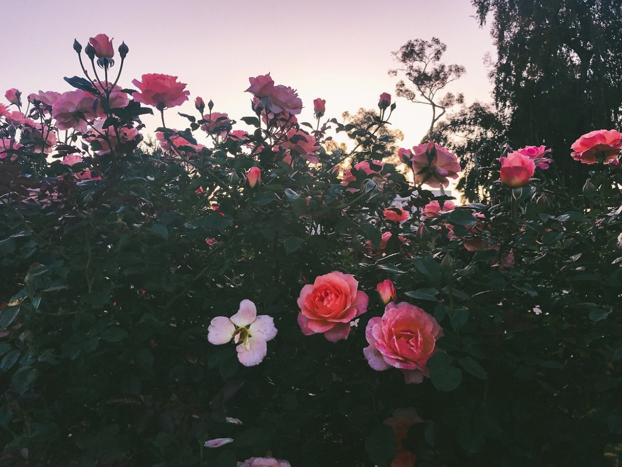 Цветы Эстетика