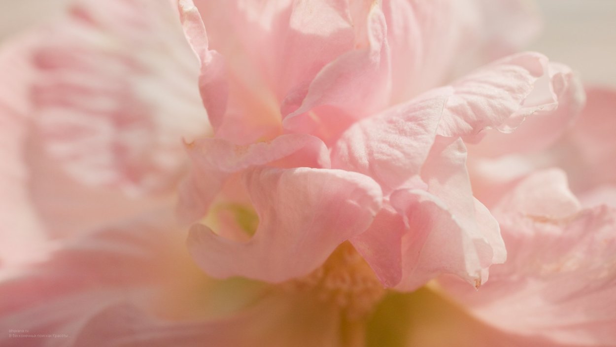 Розовый забор