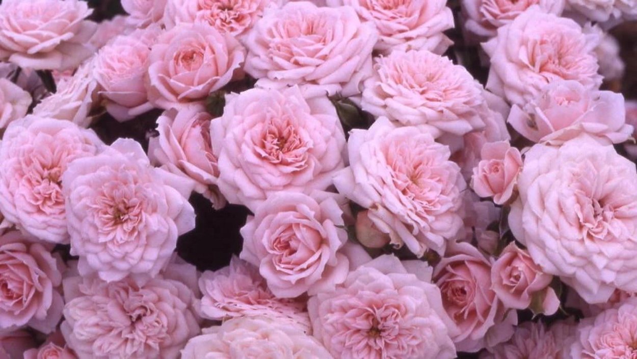 Цветочный фон для твиттера