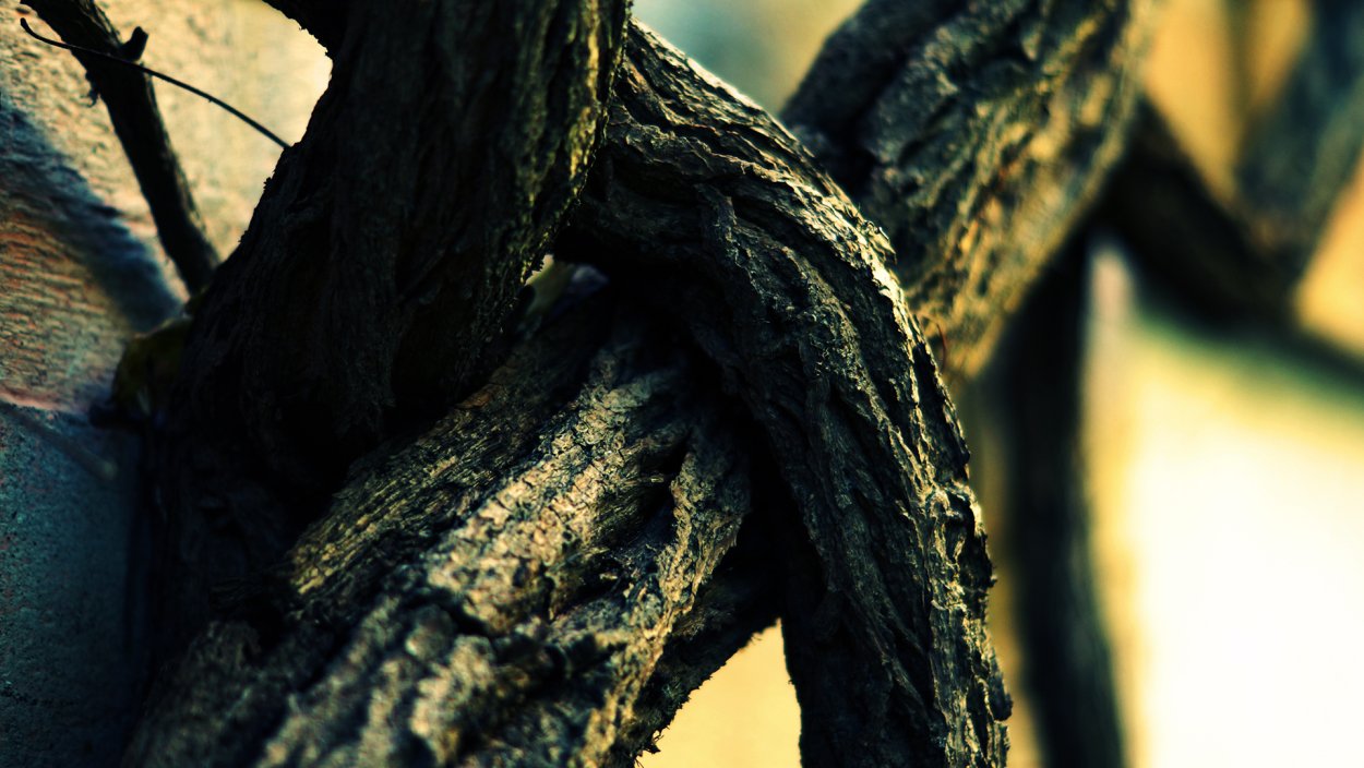 Ива плетеная датские корни (Salix viminalis)