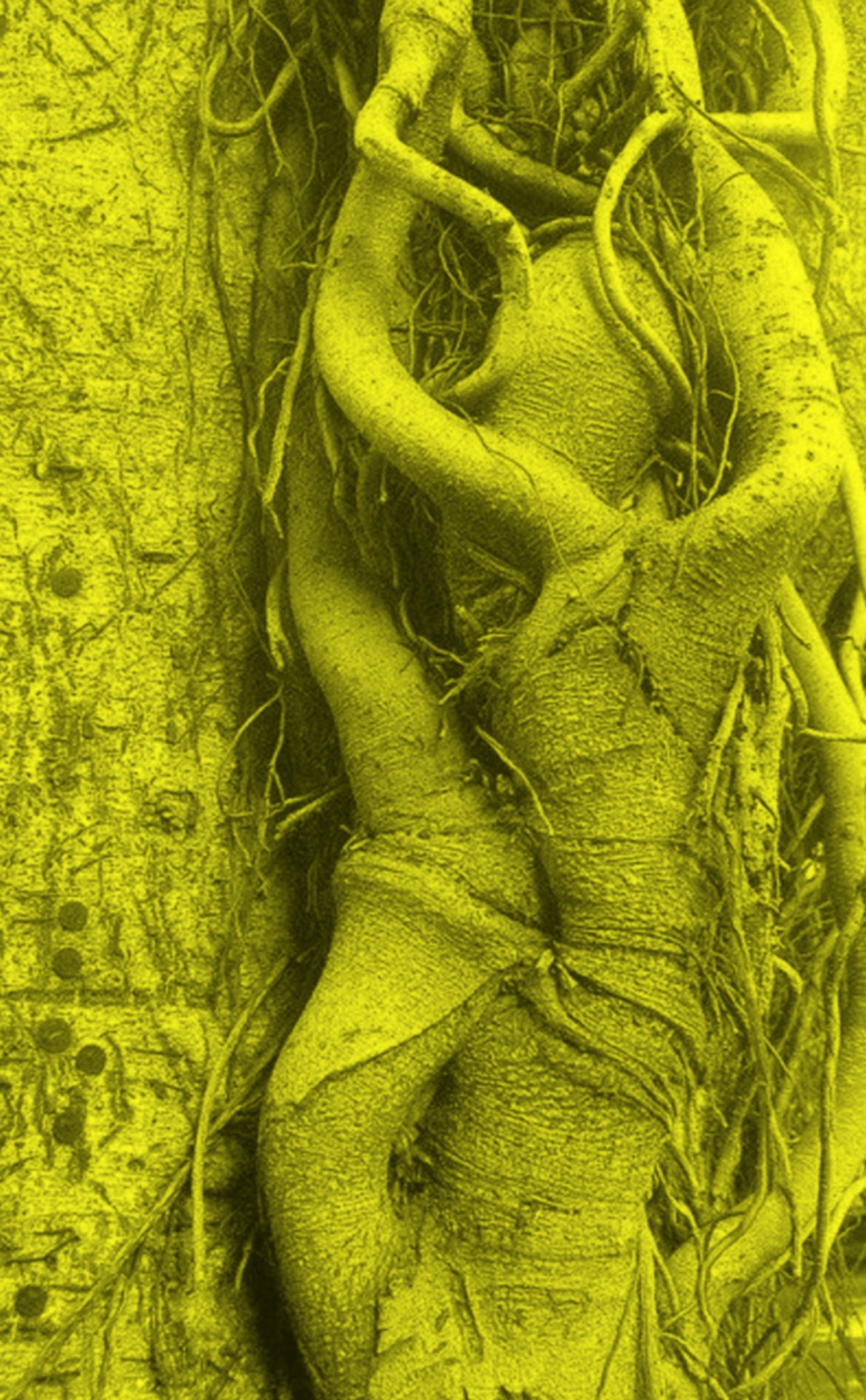 Фикус душитель