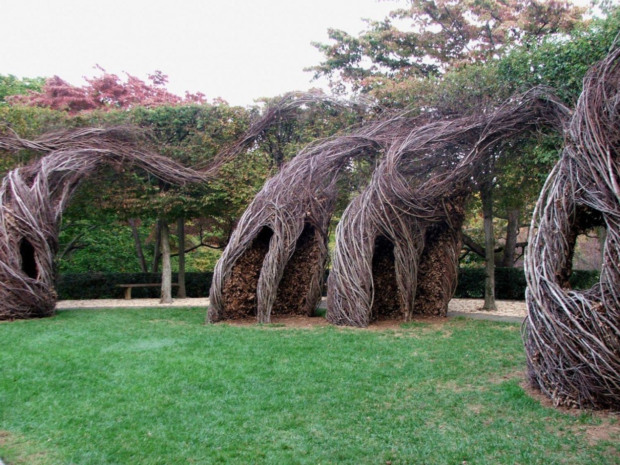 Прокудливая береза