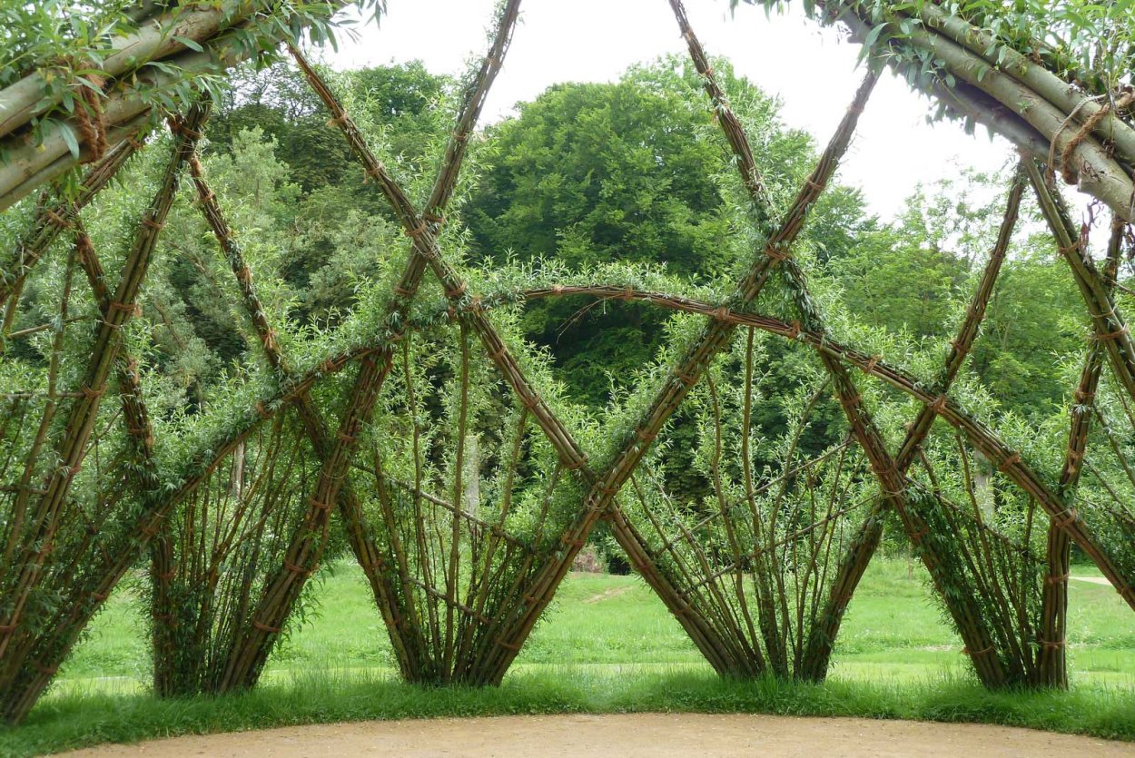 Живое дерево