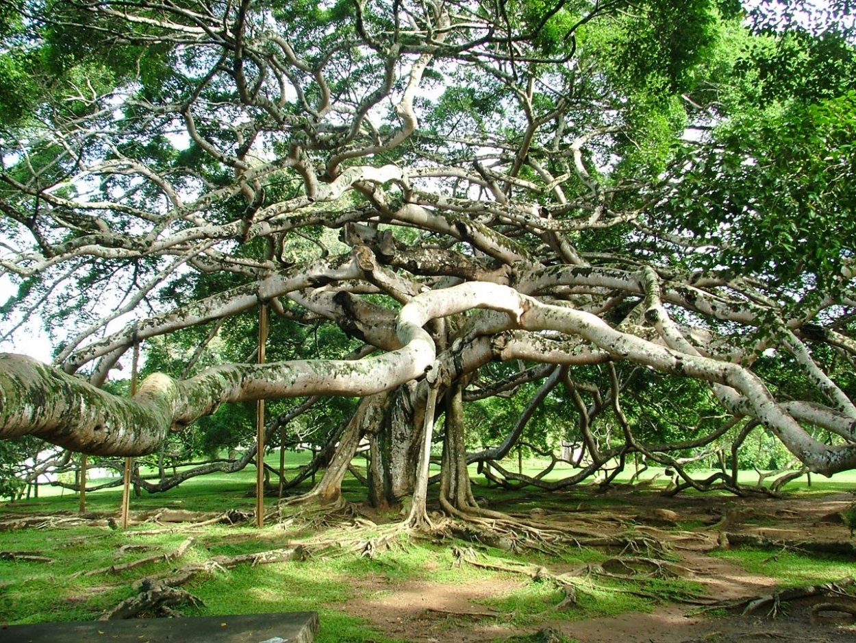 Арбоскульптура Ива