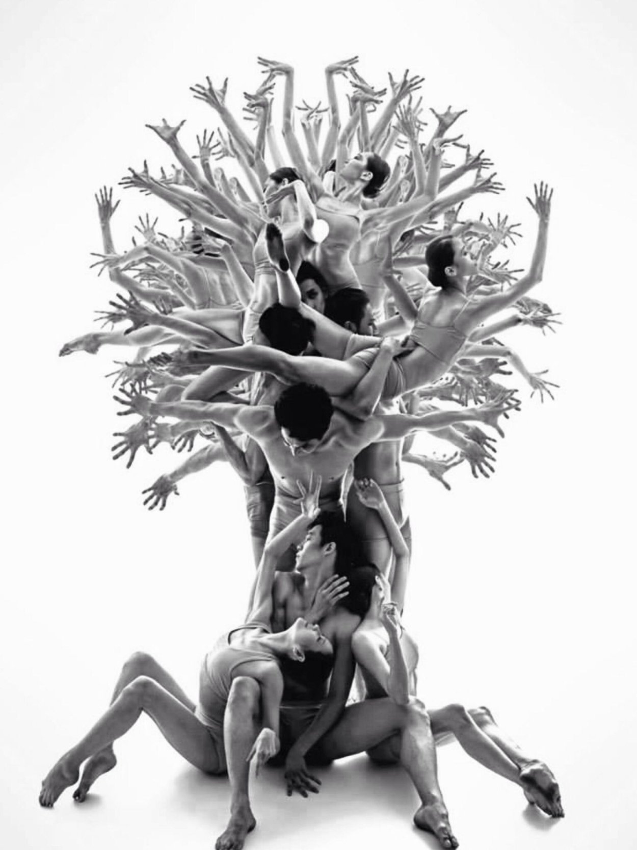 Эдельвудовы деревья