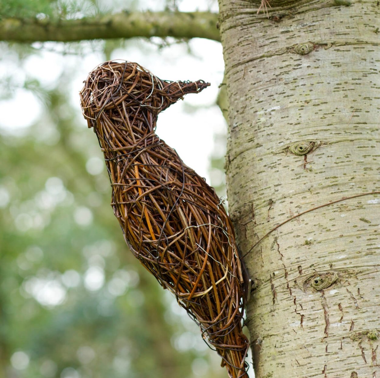 Тропическая Лиана обвивающая кедр