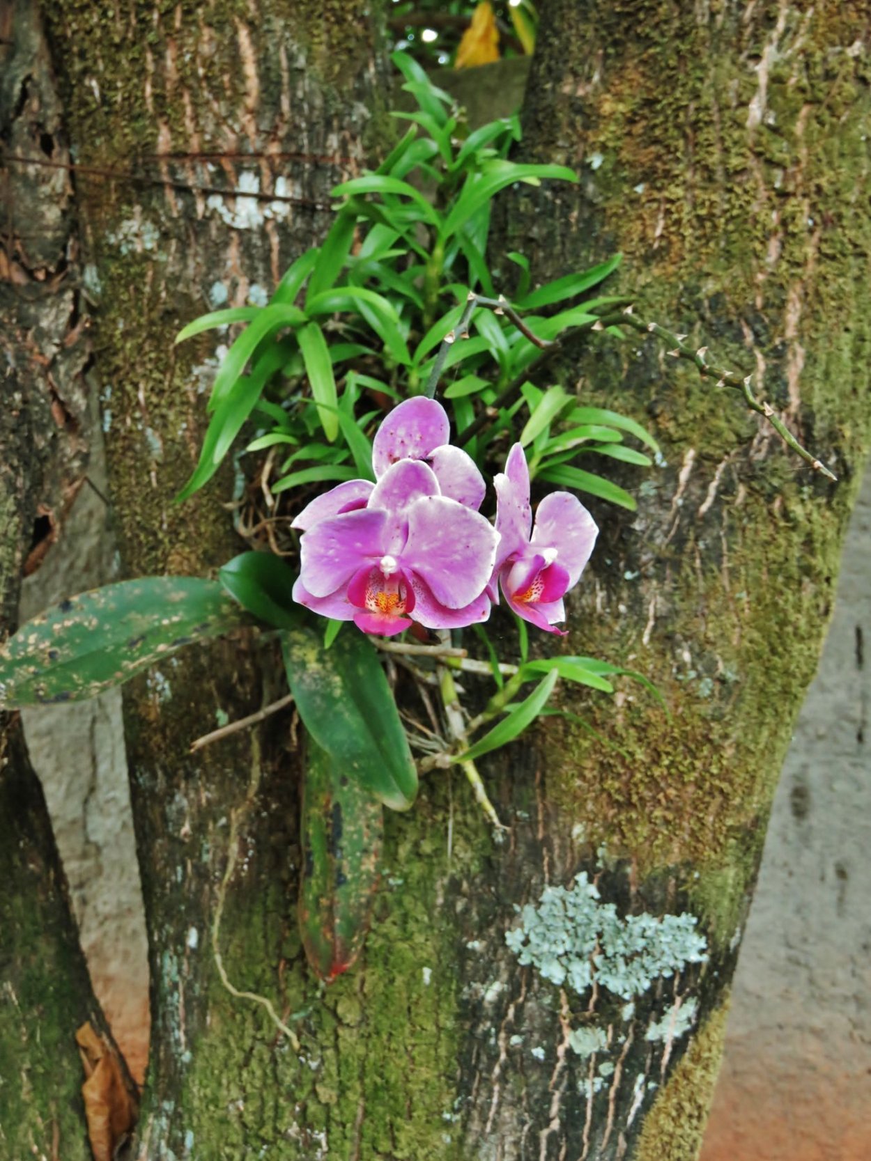 Эпифиты орхидеи фаленопсис