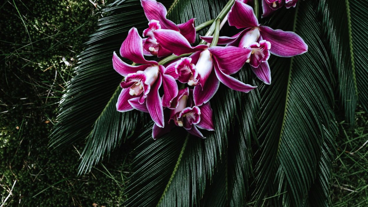 Лиановидные орхидеи