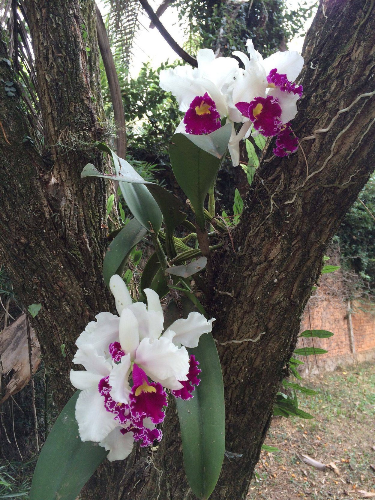 Эпифиты Дендробиум