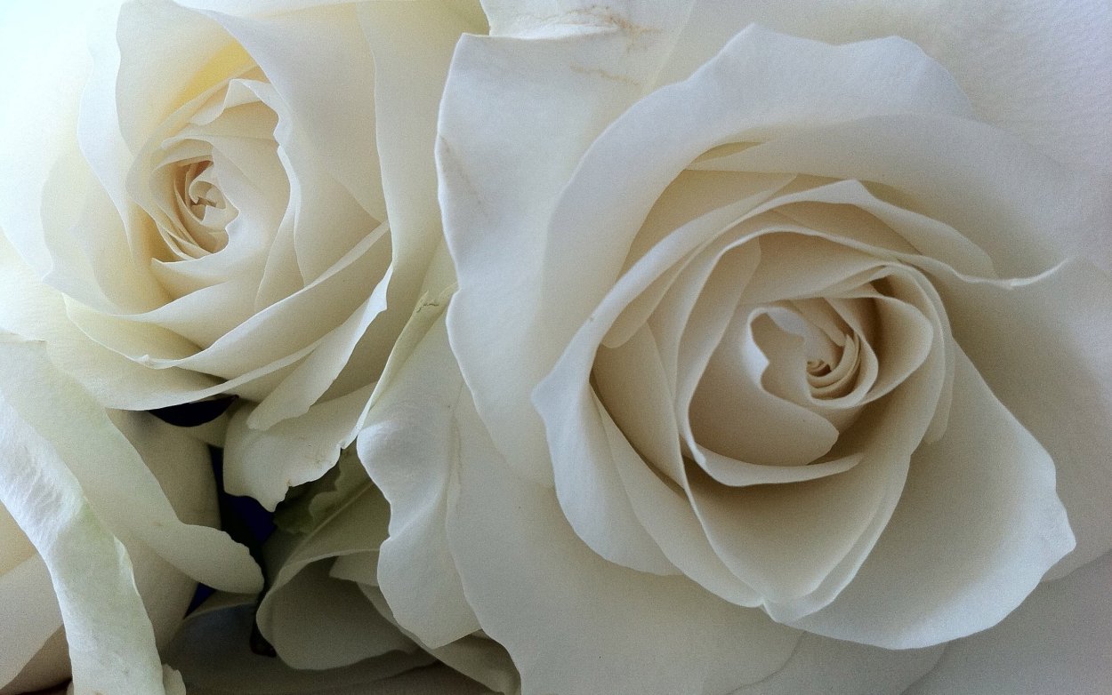 Роза Эмоушен кремовый