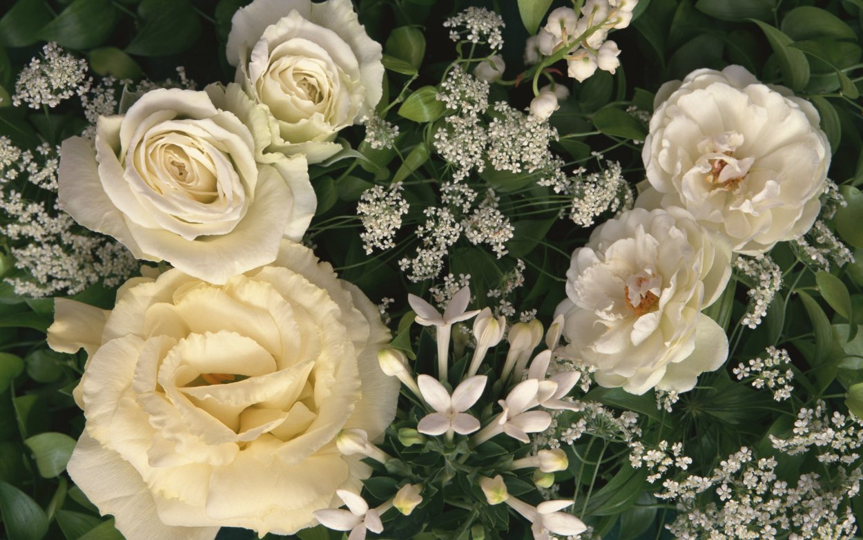 Белые Роскошные цветы