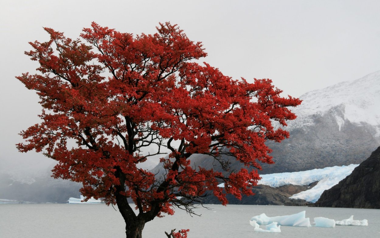 Красное дерево