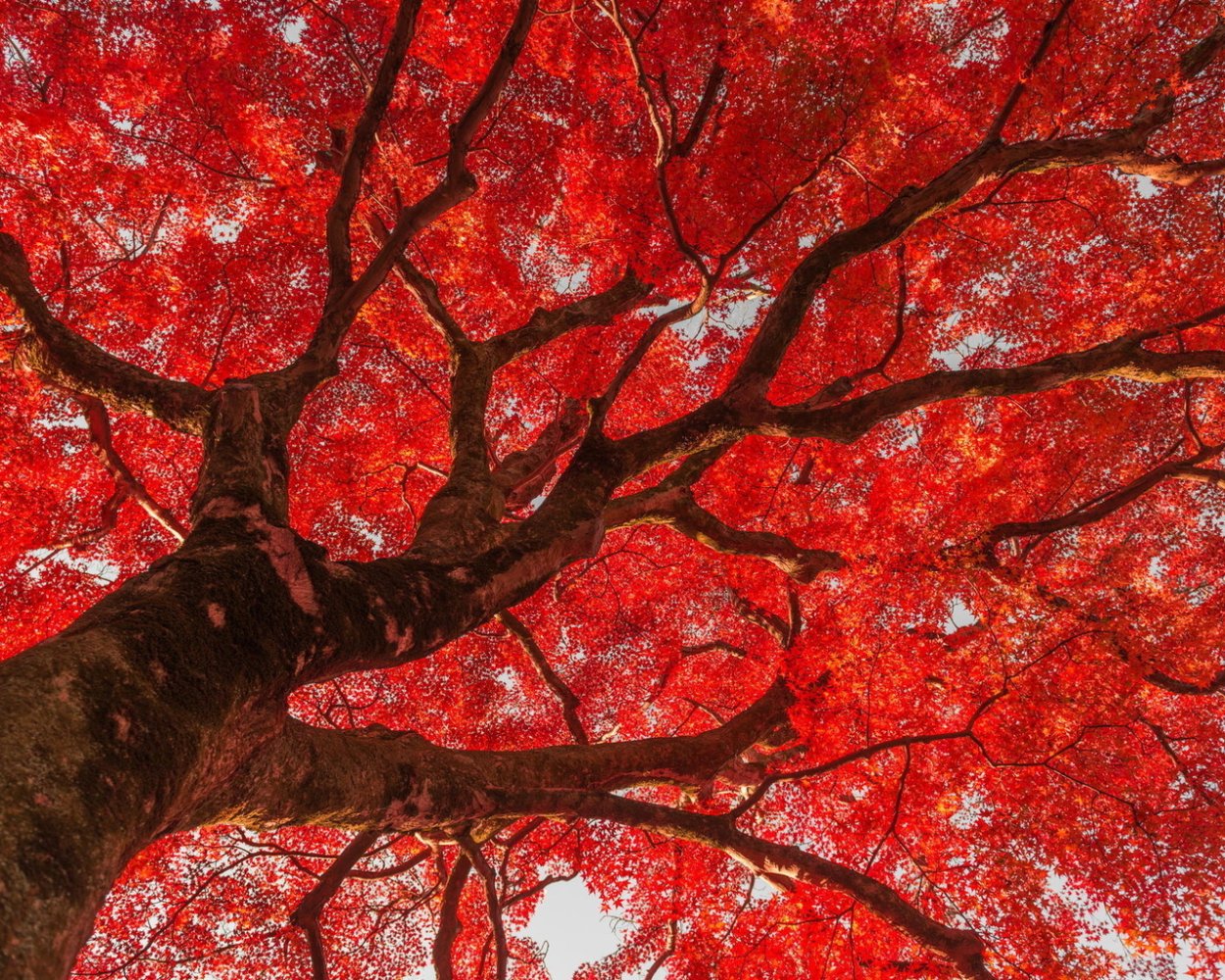 Розовые листья на деревьях в Китае