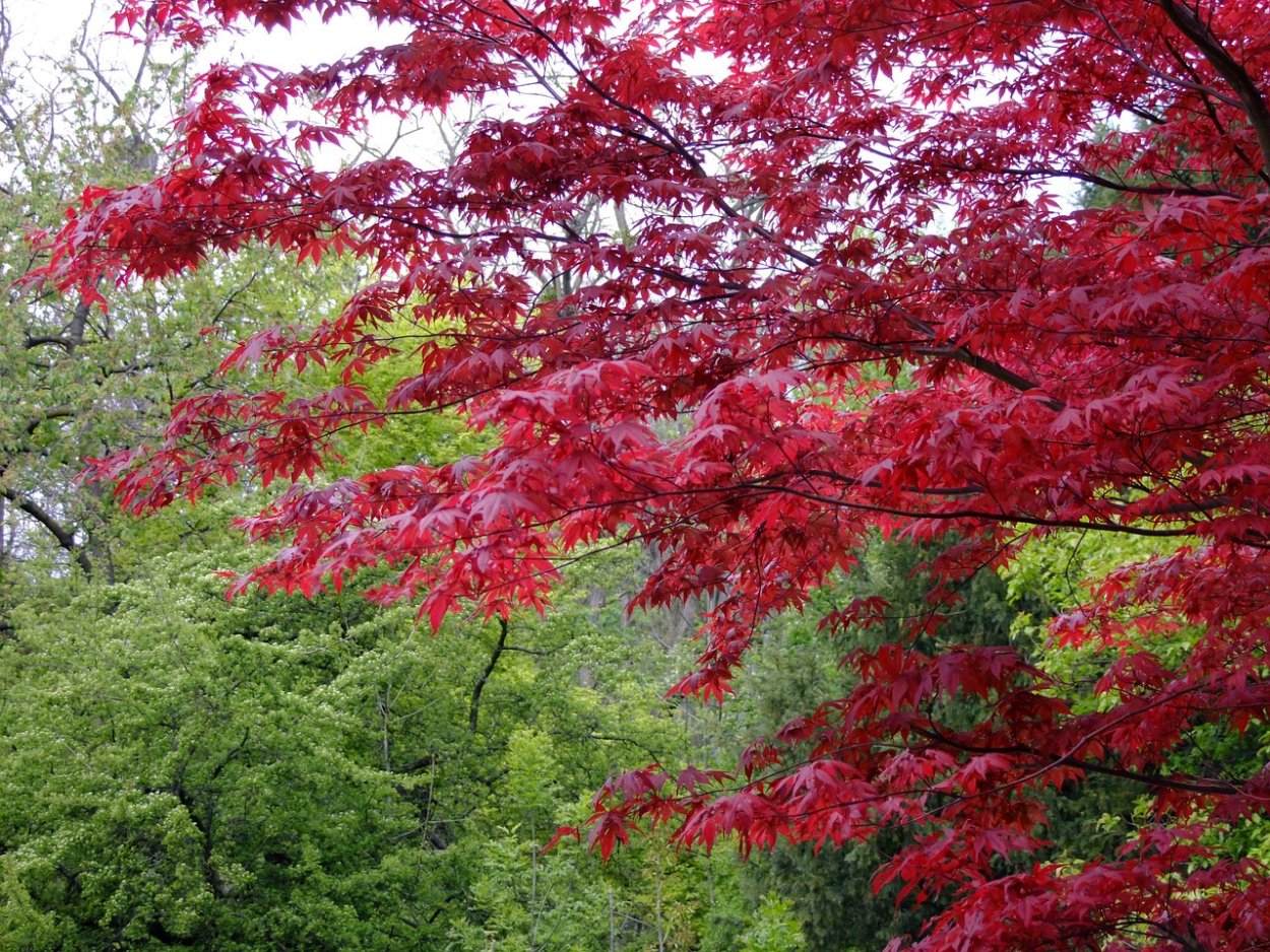 Acer japonicum (клен)