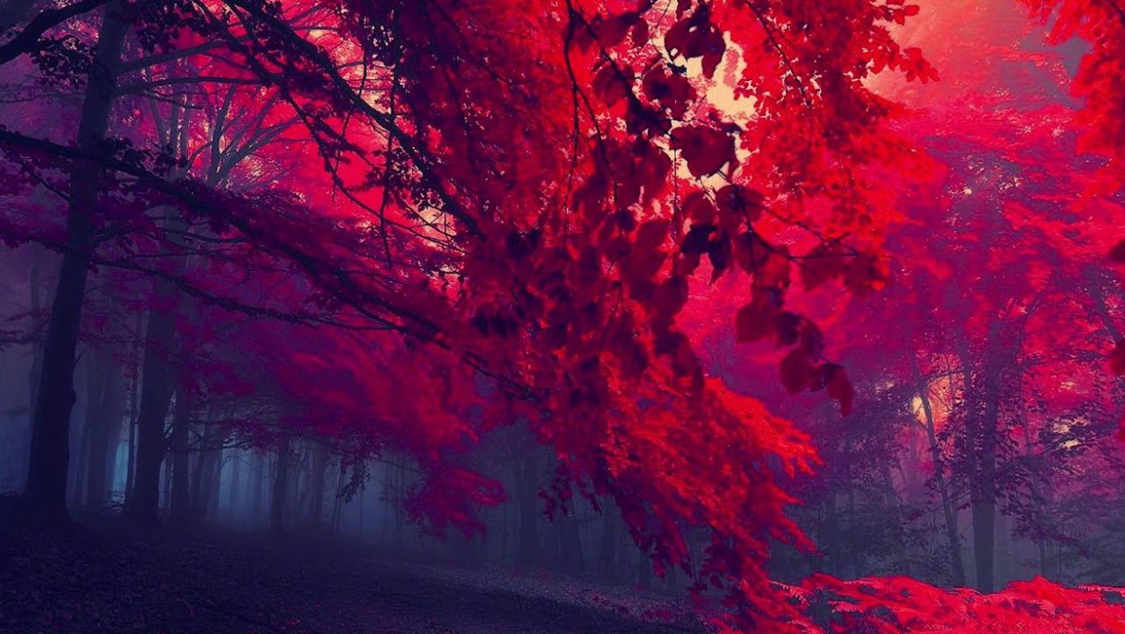 Туманный лес