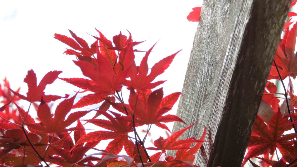 Красный клен дерево