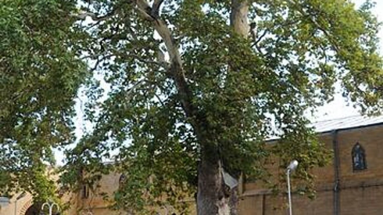 Дерево Платан в Дербенте