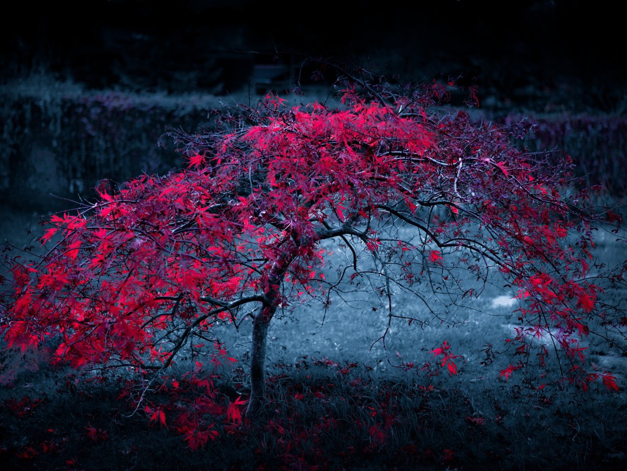 Япония в черно красных тонах