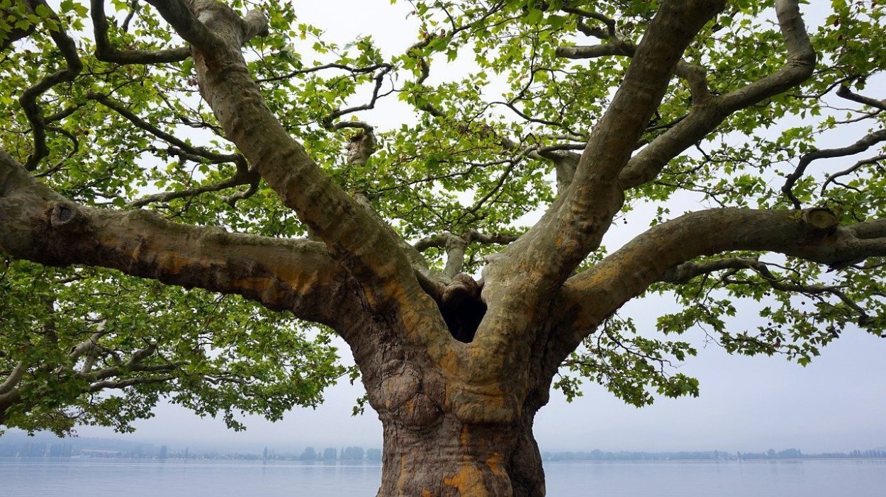 Чинара дерево