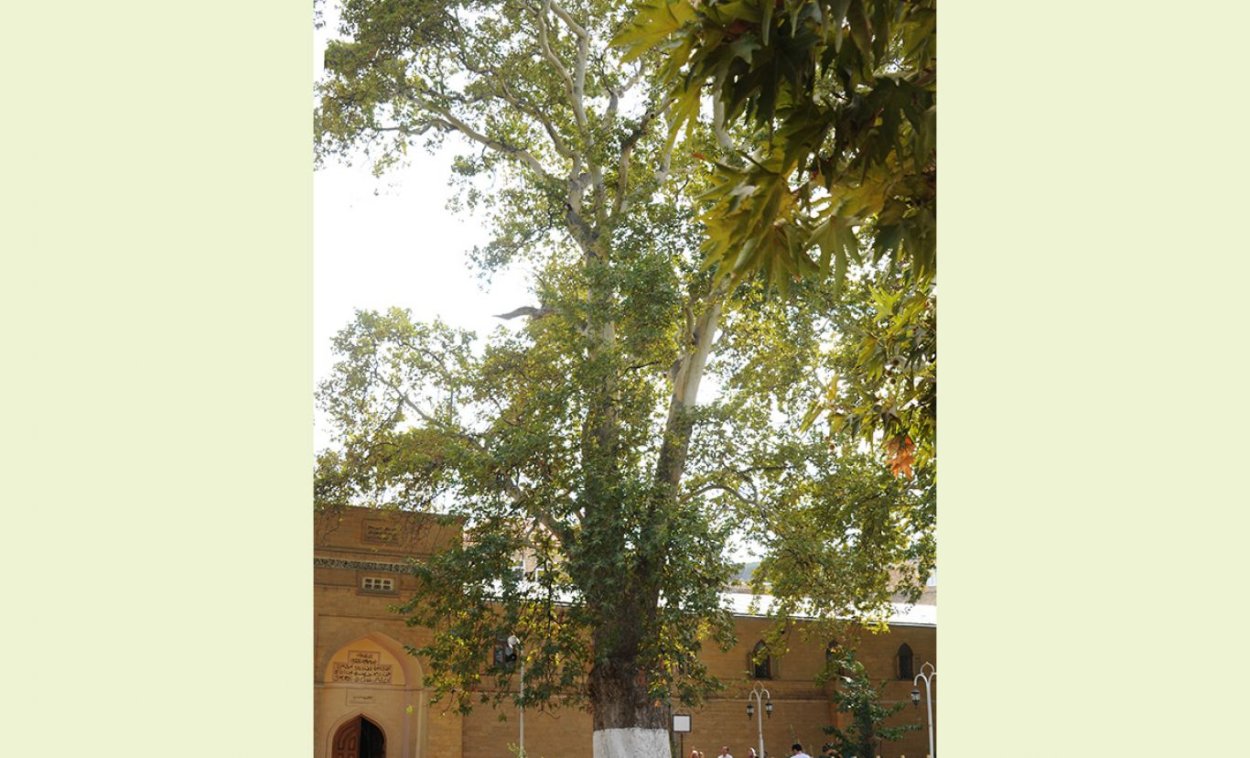 Платан дерево в Крыму