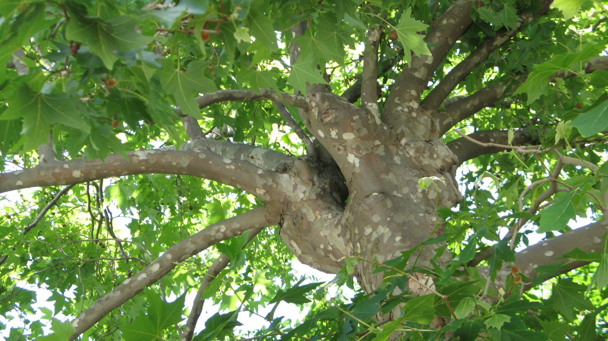 Дерево Абхазии Платан