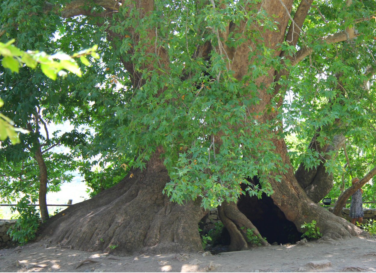 Платан дерево в Крыму