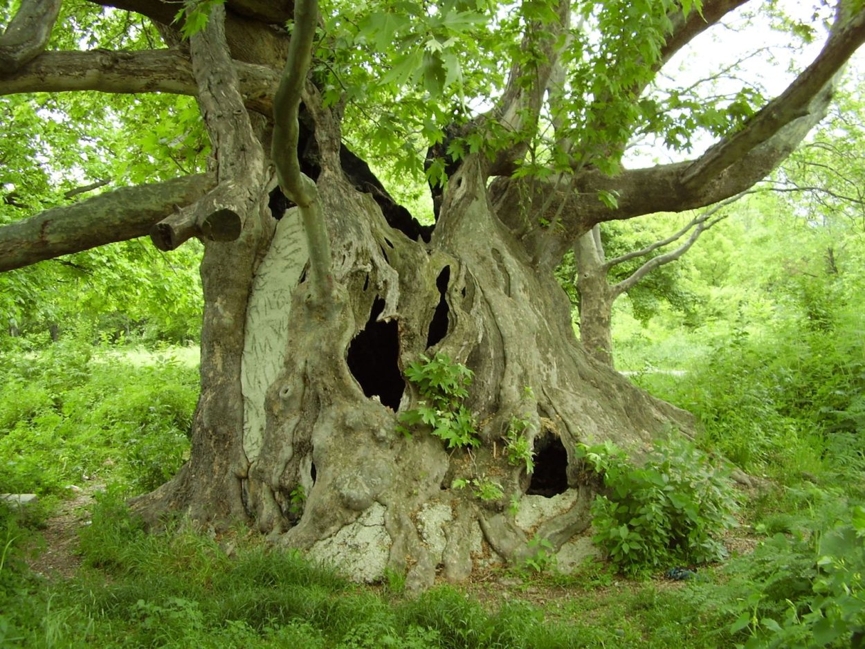 Платан Восточный (Чинар)