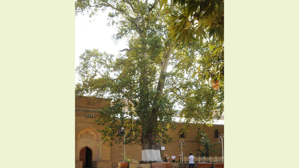 Платан дерево в Дагестане