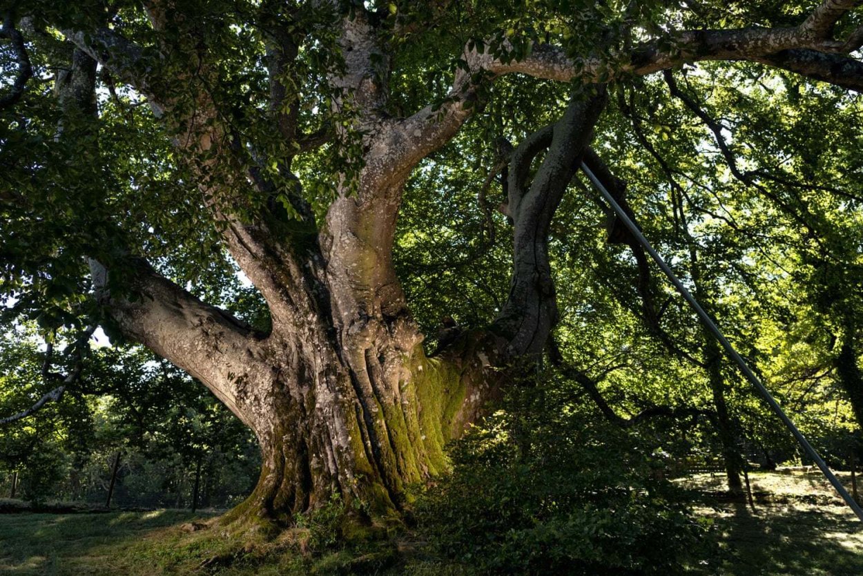 Платан Чинара дерево