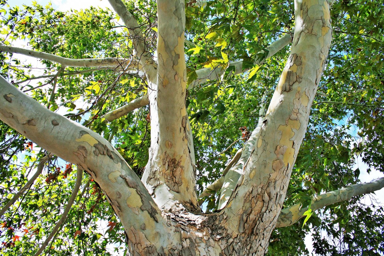 Sycamore Tree