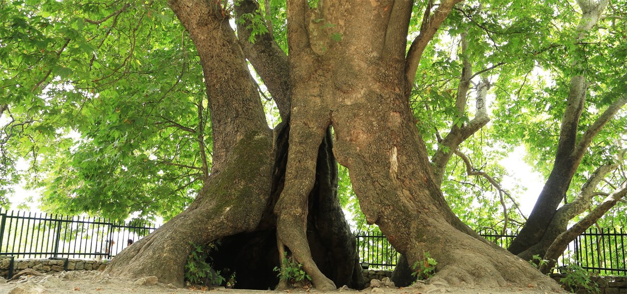 Платан дерево бесстыдница