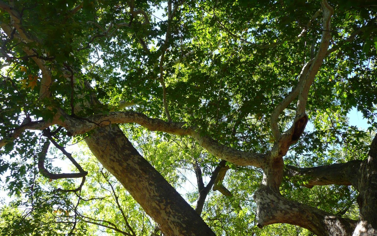 Конкурс европейское дерево 2021