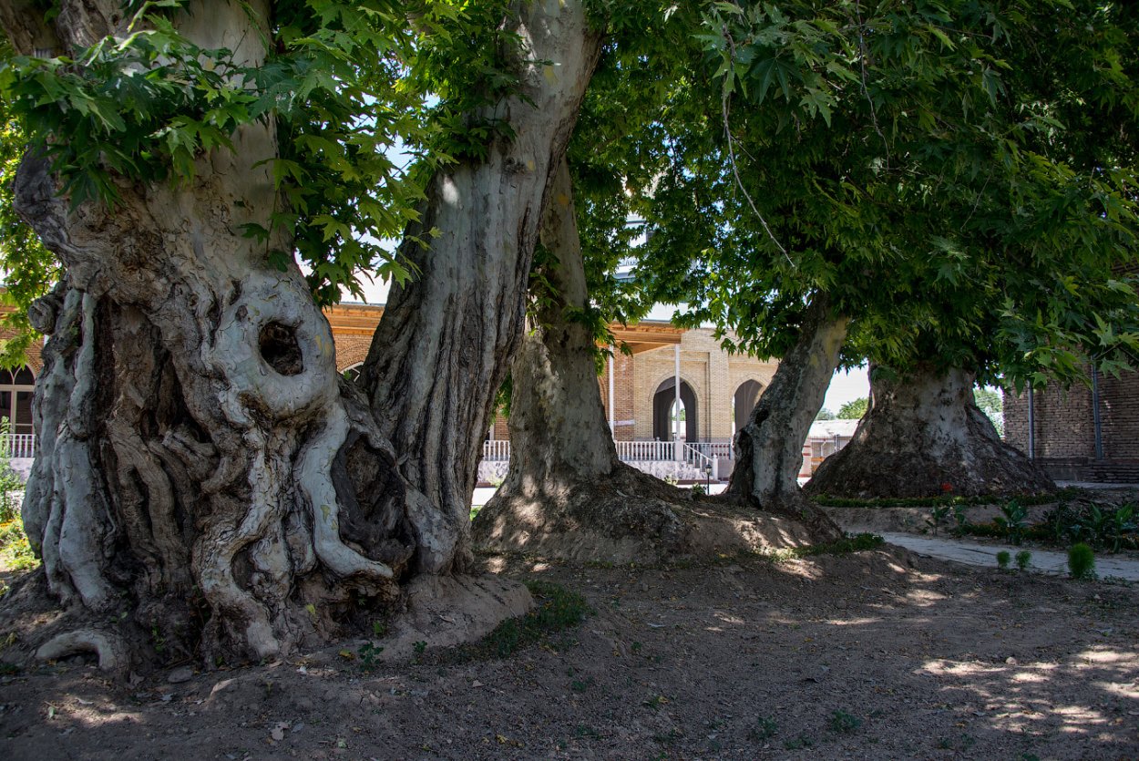 Платан дерево в Крыму