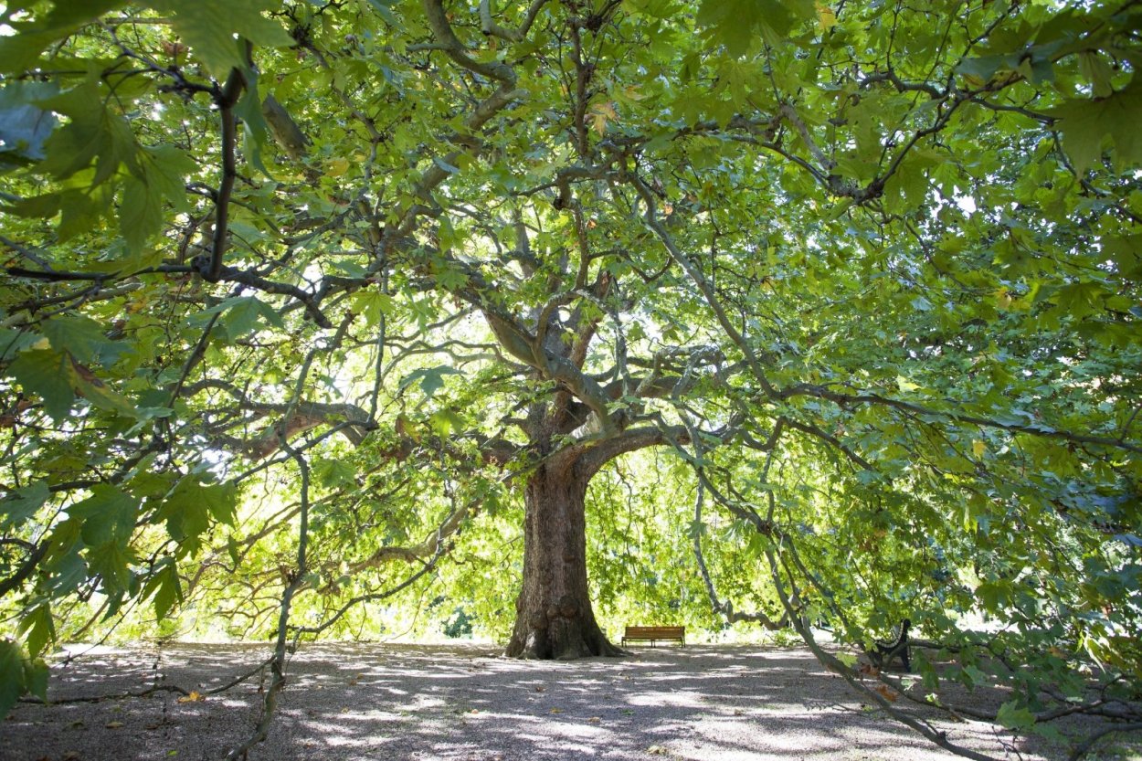 Cinar Agaci перевод