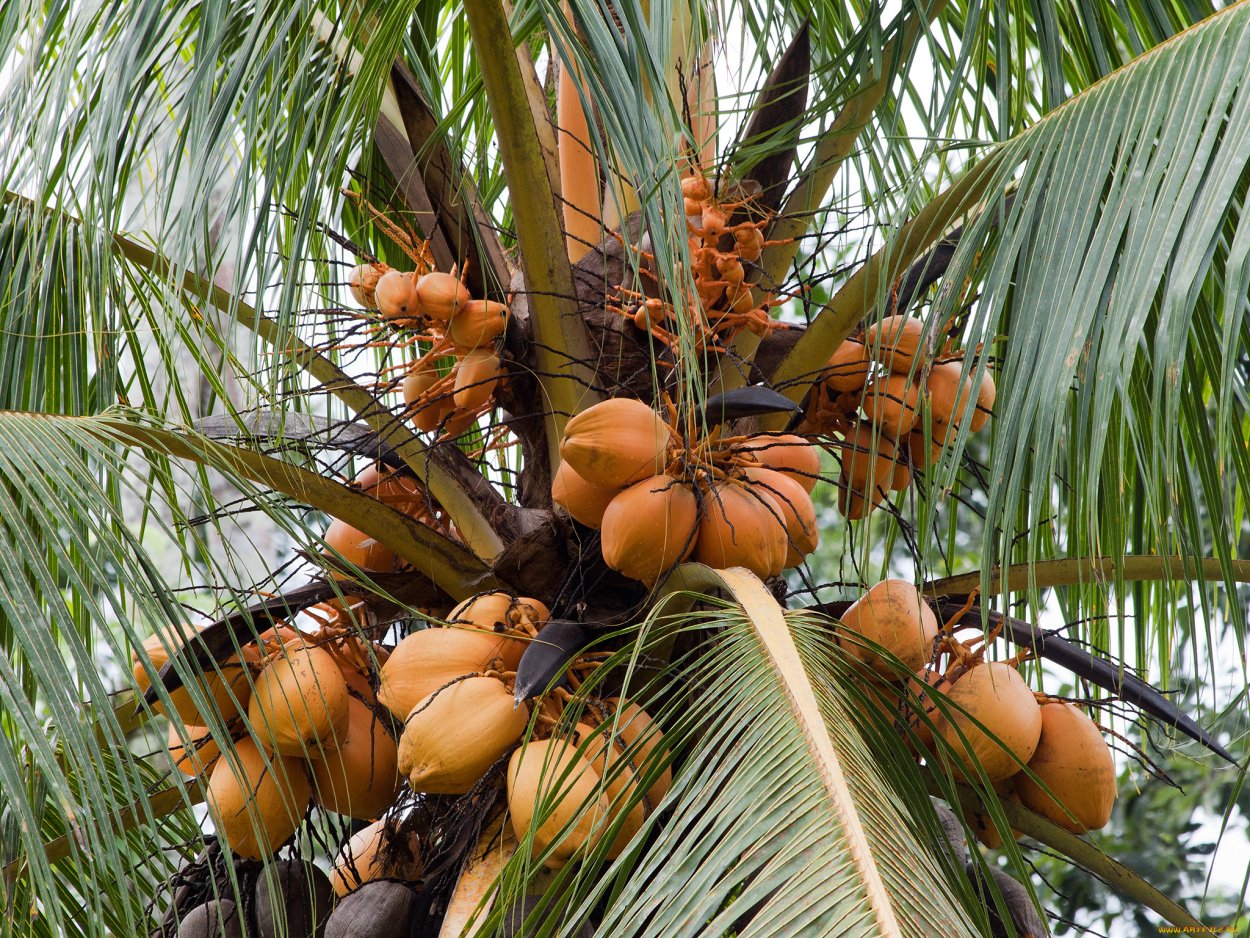 Кокосовая Пальма (Cocos nucifera)