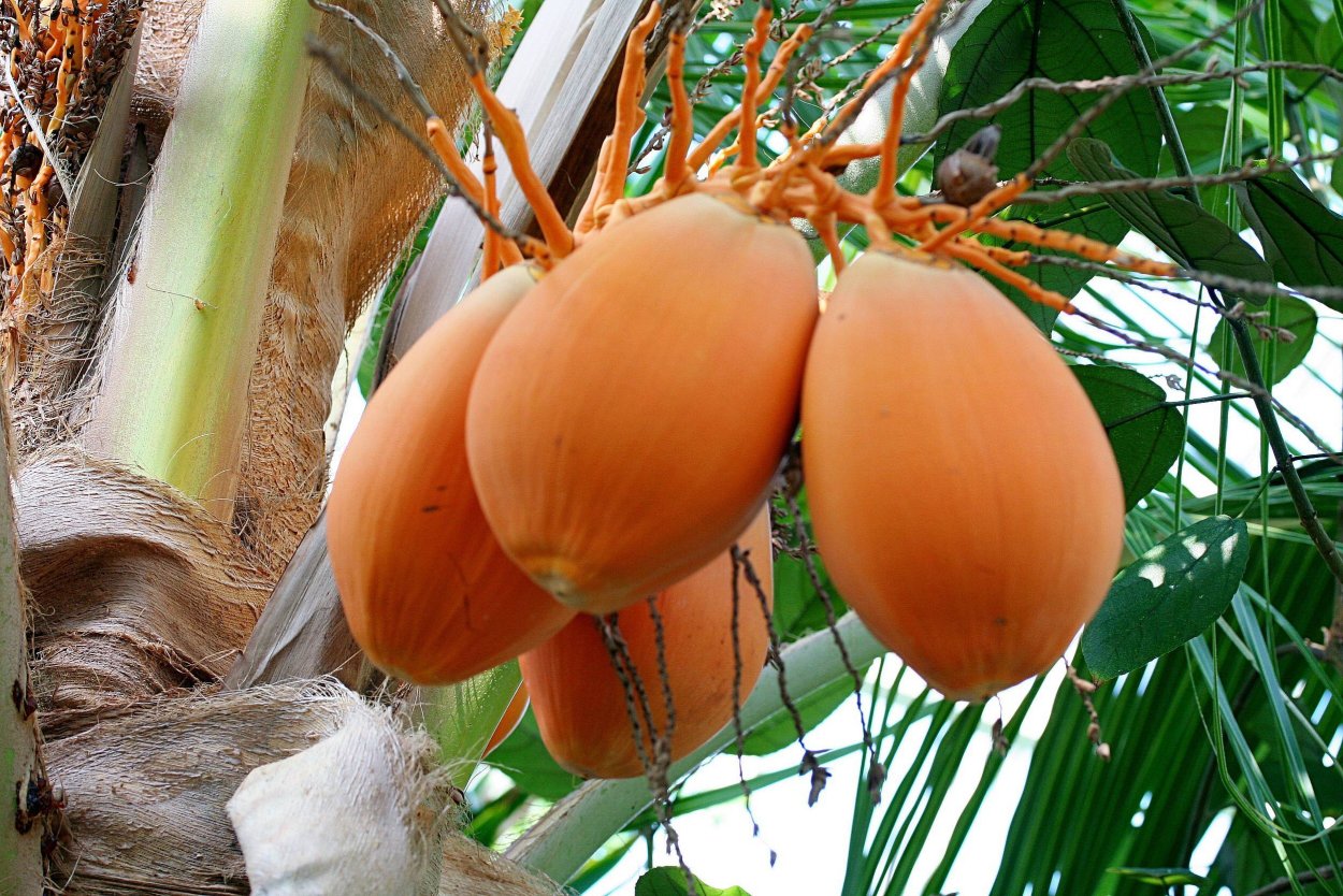 Кокос "Cocos nucifera"