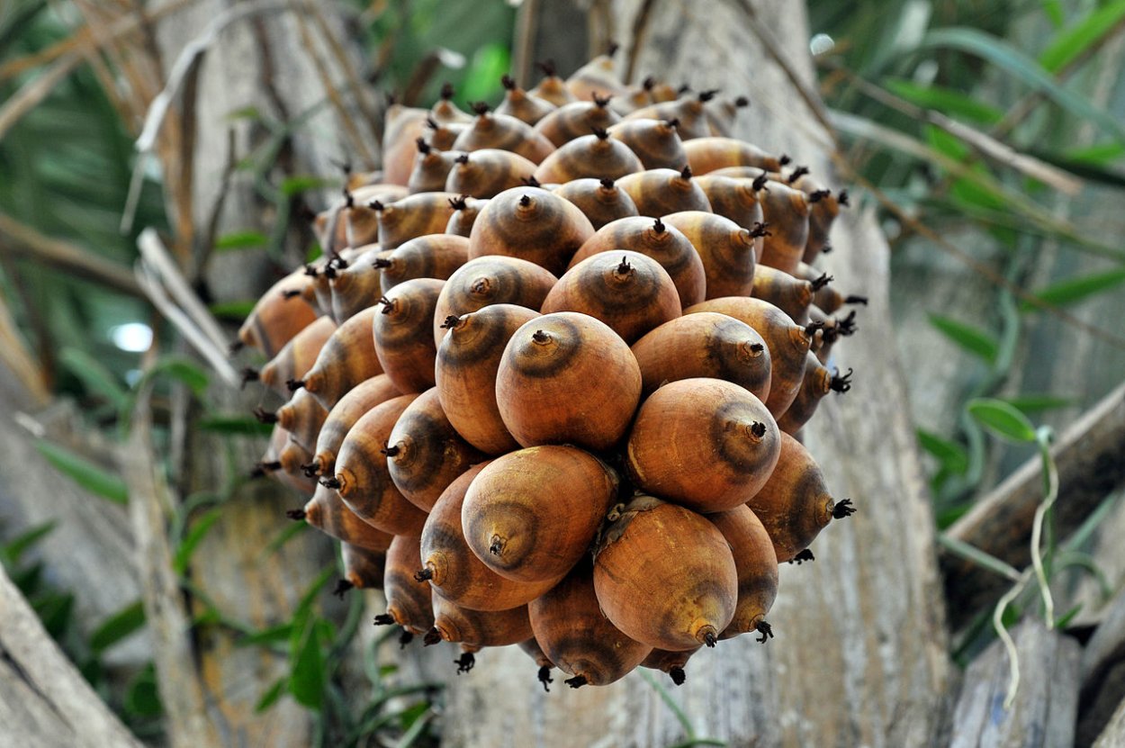 Орех бабассу