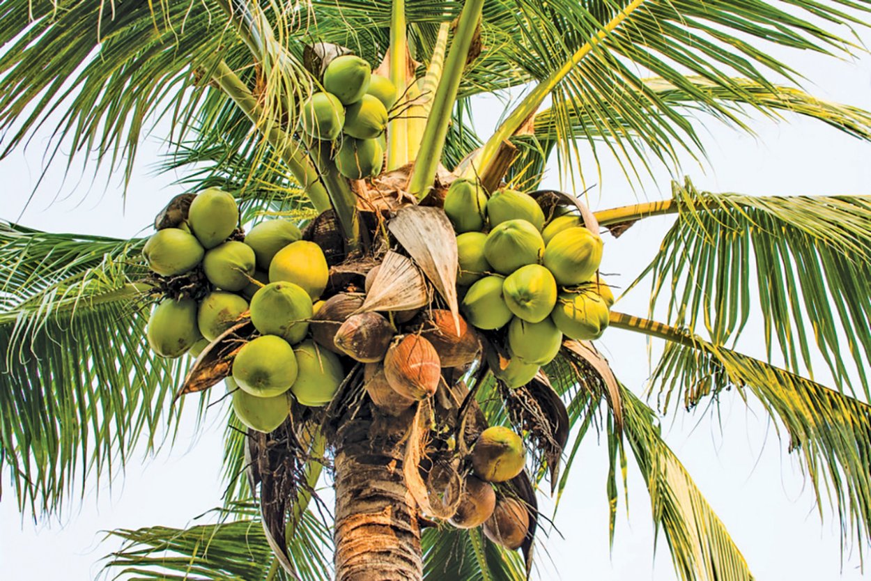 Финиковое дерево