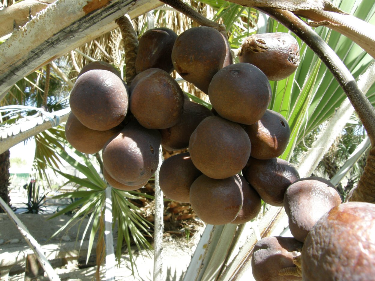 Имбирная Пальма плоды